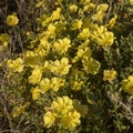 Dense patch of bright yellow evening primrose flowers blooming Royalty Free Stock Photo