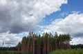 Beautiful landscape of a row of trees and blue sky background Royalty Free Stock Photo