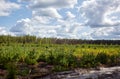 Beautiful landscape of a row of trees and blue sky background Royalty Free Stock Photo