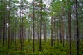 Dense Pine Forest with Green Undergrowth Royalty Free Stock Photo