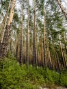 dense pine forest on the hillside along the tourist trail in the middle Urals