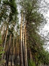 dense pine forest on the hillside along the tourist trail in the middle Urals