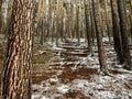 Dense pine forest on the hillside along the tourist trail in the middle Urals