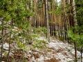 Dense pine forest on the hillside along the tourist trail in the middle Urals