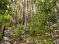 Dense pine forest on the hillside along the tourist trail in the middle Urals