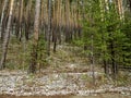 Dense pine forest on the hillside along the tourist trail in the middle Urals