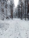 Dense pine forest with ski tracks in winterly northern Sweden