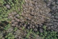 Dense pine forest in spring top view aerial photography from a drone Royalty Free Stock Photo