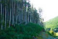 Dense pine forest on steep green slope. Royalty Free Stock Photo