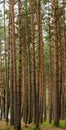 dense pine forest with tall, straight trees.. Royalty Free Stock Photo