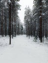 Dense pine forest in winterly northern Sweden