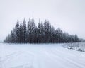 Dense pine grove in winterly northern Sweden