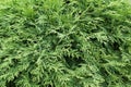 Dense plex of thuya branches close-up Royalty Free Stock Photo
