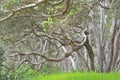 Dense pohutukawa trees