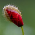 A dense poppy with the morning dew on the top. The small water drops in the hair of the plant reflects a bit of the surrounding Royalty Free Stock Photo