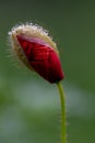 A dense poppy with the morning dew on the top. The small water drops in the hair of the plant reflects a bit of the surrounding Royalty Free Stock Photo