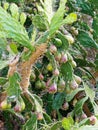 Prickly Pear cactus Fruit Royalty Free Stock Photo