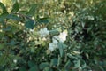 Dense racemes of white berries of Symphoricarpos albus