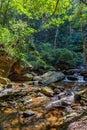 Rainforest vegetation crossed by the river