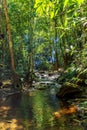 Dense rainforest vegetation