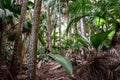 Dense Rainforest in Seychelles