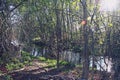 Dense riparian vegetation on the banks of a river in its middle section.