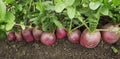Dense row of radishes in the soil. Autumn Royalty Free Stock Photo