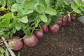 Dense row of radishes in the soil. Radish growing in garden bed Royalty Free Stock Photo