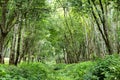 Dense Rubber Plantation Royalty Free Stock Photo