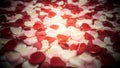 A close up overhead view of a dense carpet of red pink and white rose petals scattered across a surface creating a romantic Royalty Free Stock Photo