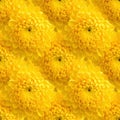 Dense Seamless Bright Yellow Chrysanthemum Pattern Royalty Free Stock Photo