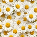 Dense Seamless Ox-Eye Daisy Floral Carpet Pattern Royalty Free Stock Photo