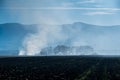 Dense smoke near pine woods on empty agricultural field, negligent people burning the dried vegetation Royalty Free Stock Photo