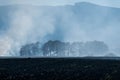 Dense smoke near pine woods on empty agricultural field, negligent people burning the dried vegetation