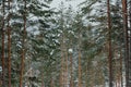 Dense snow forest. Branches of pine trees in cold frost. Cold winter in taiga Royalty Free Stock Photo