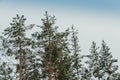 Dense snow forest on cloudy day. Branches of pine trees in cold frost. Cold winter Royalty Free Stock Photo