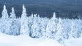 Dense snow forest. Winter panorama of frozen fir trees Royalty Free Stock Photo