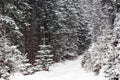 Dense snowy fir forest and road Royalty Free Stock Photo