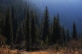 dense spruce forest in autumn mountains illuminated by the sun, Turgen Gorge Kazakhstan