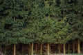 Dense spruce forest with dense spruce trunk