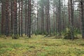 Dense spruce forest