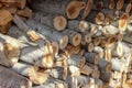A dense stack of cut poplar tree logs, displaying varied circular cross-sections with visible growth rings. Some poplar logs show Royalty Free Stock Photo