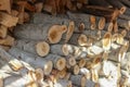 A dense stack of cut poplar tree logs, displaying varied circular cross-sections with visible growth rings. Some poplar logs show Royalty Free Stock Photo