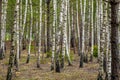 Dense summer birch grove trees Royalty Free Stock Photo