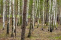 Dense summer birch grove trees Royalty Free Stock Photo