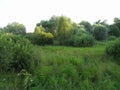 Dense summer forest