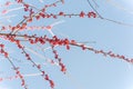 Dense of Texas winterberry Ilex Decidua red fruits on tree branches on sunny winter day