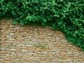 Dense thicket liana plants hanging on big limestone wall