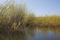 Dense thicket at reclaimed wetlands edge