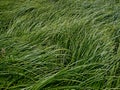 Dense thicket sedge grass as background Royalty Free Stock Photo
